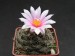 Turbinicarpus laui 2.jpg