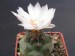 Turbinicarpus lophophoroides.jpg