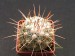 Thelocactus conothele.jpg