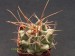 Thelocactus rinconensis.jpg