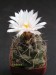 Thelocactus tulensis 2.jpg