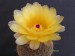 Notocactus eugeniae.jpg