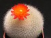 Notocactus haselbergii 2.jpg