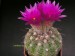 Notocactus üebelmannianus 2.jpg