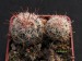 Mammillaria barbata.jpg