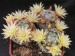 Mammillaria duwei 2.jpg