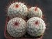 Mammillaria elegans.jpg