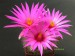 Mammillaria guelzowiana.jpg