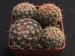 Mammillaria hemisphaerica.jpg