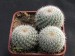 Mammillaria klissingiana.jpg