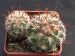 Mammillaria longiflora.jpg