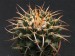 Mammillaria magnimamma.jpg