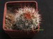 Mammillaria microcarpa.jpg