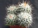 Mammillaria nejapensis.jpg