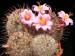 Mammillaria sheldonii.jpg