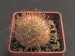 Mammillaria sinistrohamata.jpg