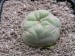 Lophophora fricii.jpg