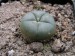 Lophophora williamsii.jpg