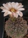 Gymnocalycium asterias 2.jpg