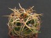 Gymnocalycium monvillei 2.jpg