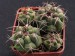 Gymnocalycium mostii.jpg