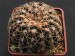 Gymnocalycium platense.jpg