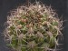 Gymnocalycium saglione.jpg