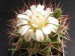 Gymnocalycium stuckertii.jpg