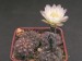 Gymnocalycium taningaense.jpg