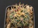 Glandulicactus crassihamatus.jpg