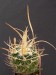 Echinofossulocactus lloydii.jpg