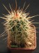 Echinocereus coccineus v.arizonicus.jpg