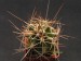 Echinocereus coccineus v.paucispinus.jpg
