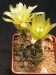 Echinocereus dawisii.jpg