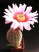Echinocereus fitchii 2.jpg