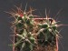 Echinocereus triglochidiatus.jpg