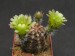 Echinocereus viridiflorus.jpg