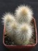 Cleistocactus strausii.jpg