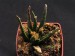 Ariocactus agavoides.jpg