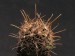 Ancistrocactus brevihamatus.jpg