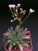 Lewisia columbiana v.wallowensis.jpg