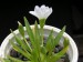 Lewisia nevadensis 1.jpg