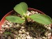 Monadenium aff.orobanchoides.jpg