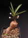 Monadenium aff.pedunculatum.jpg