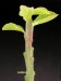 Monadenium arborescens.jpg