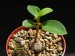 Monadenium capitatum.jpg