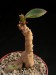 Monadenium echinulatum.jpg