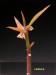 Monadenium invenustum v.angustum.jpg