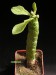 Monadenium lugardiae.jpg