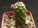 Monadenium ritchiei ssp. marsabitense.jpg